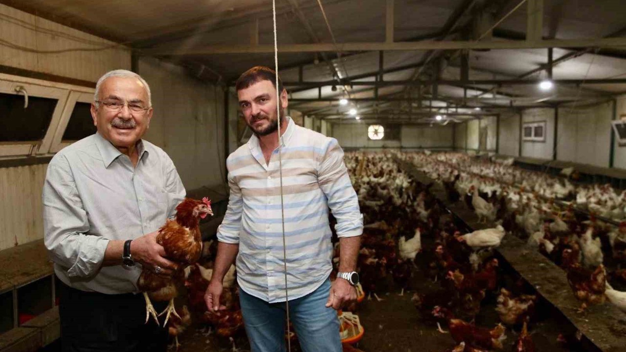 Ordu’da yumurta üretimi, verilen destekler ile zarardan kara dönüştü: İlin ekonomisine yıllık 500 milyon lira gelir
