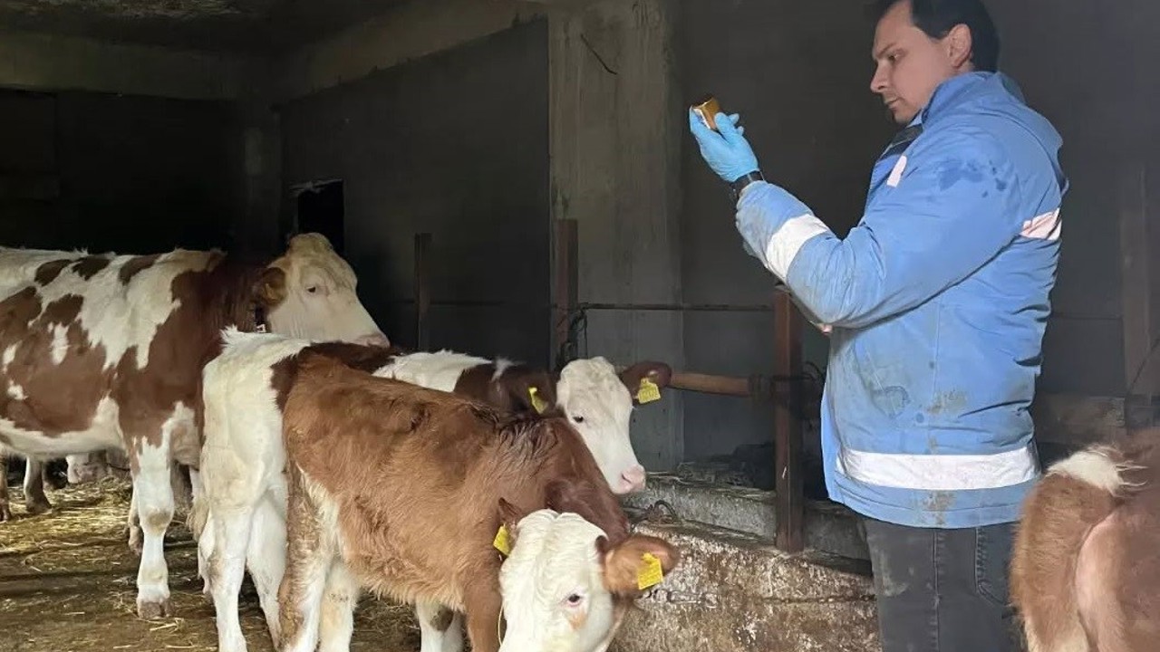 Yığılca’da hayvan sağlığı çalışmaları sürüyor
