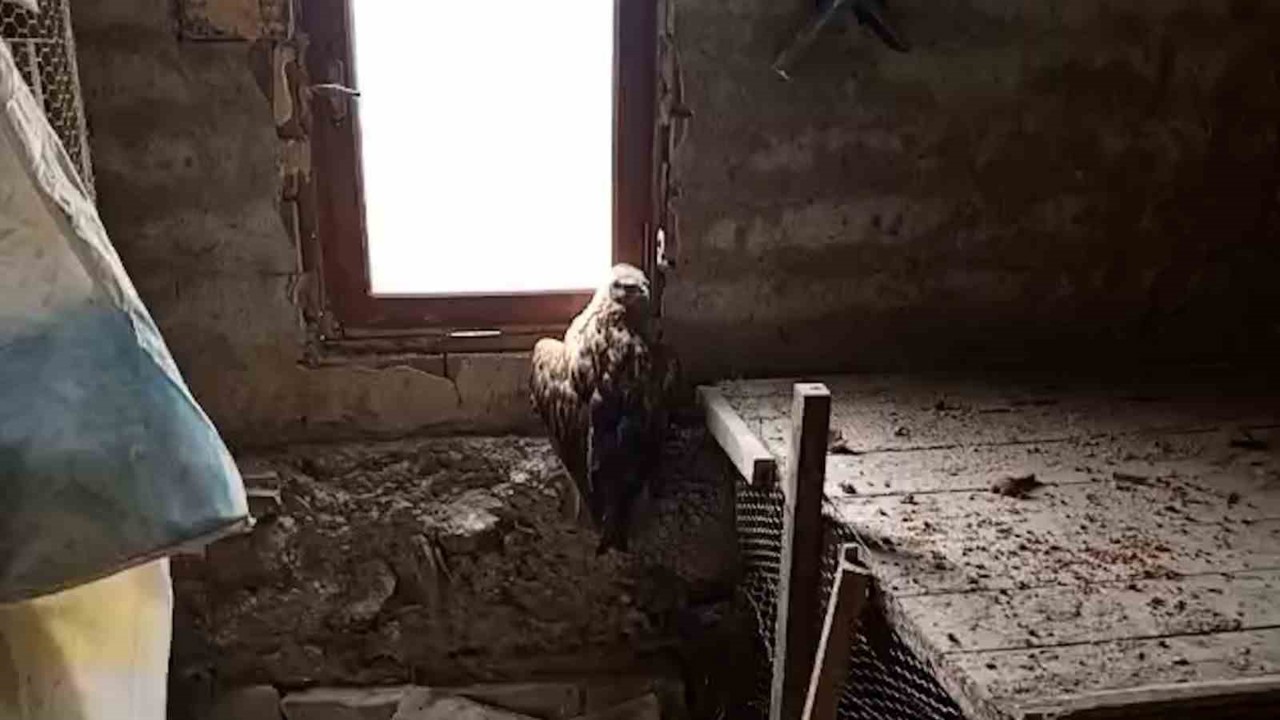 Bolu’da yaralı şahin koruma altına alındı
