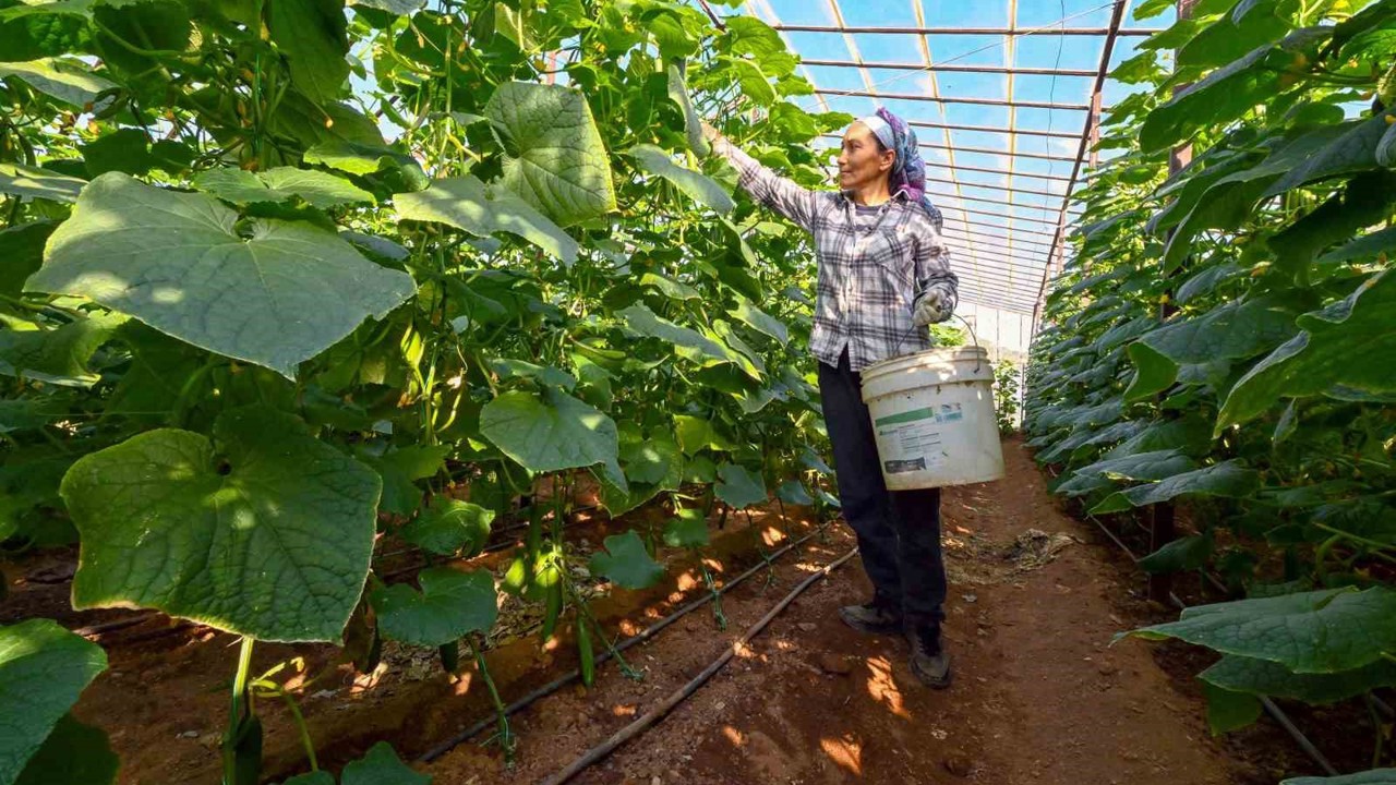 Mersin’de hıyar fidesi desteği Aydıncık’ta hasada dönüştü
