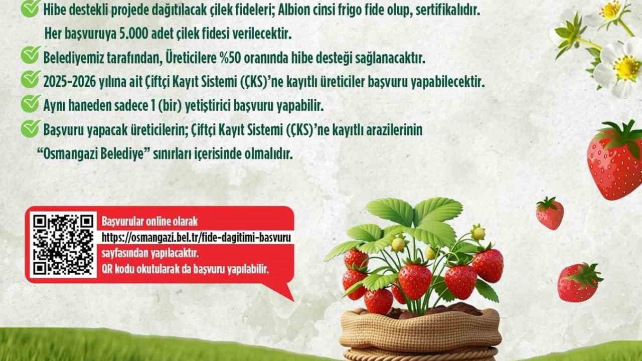 Osmangazi Belediyesi yüzde 50 hibeli çilek fidesi dağıtacak
