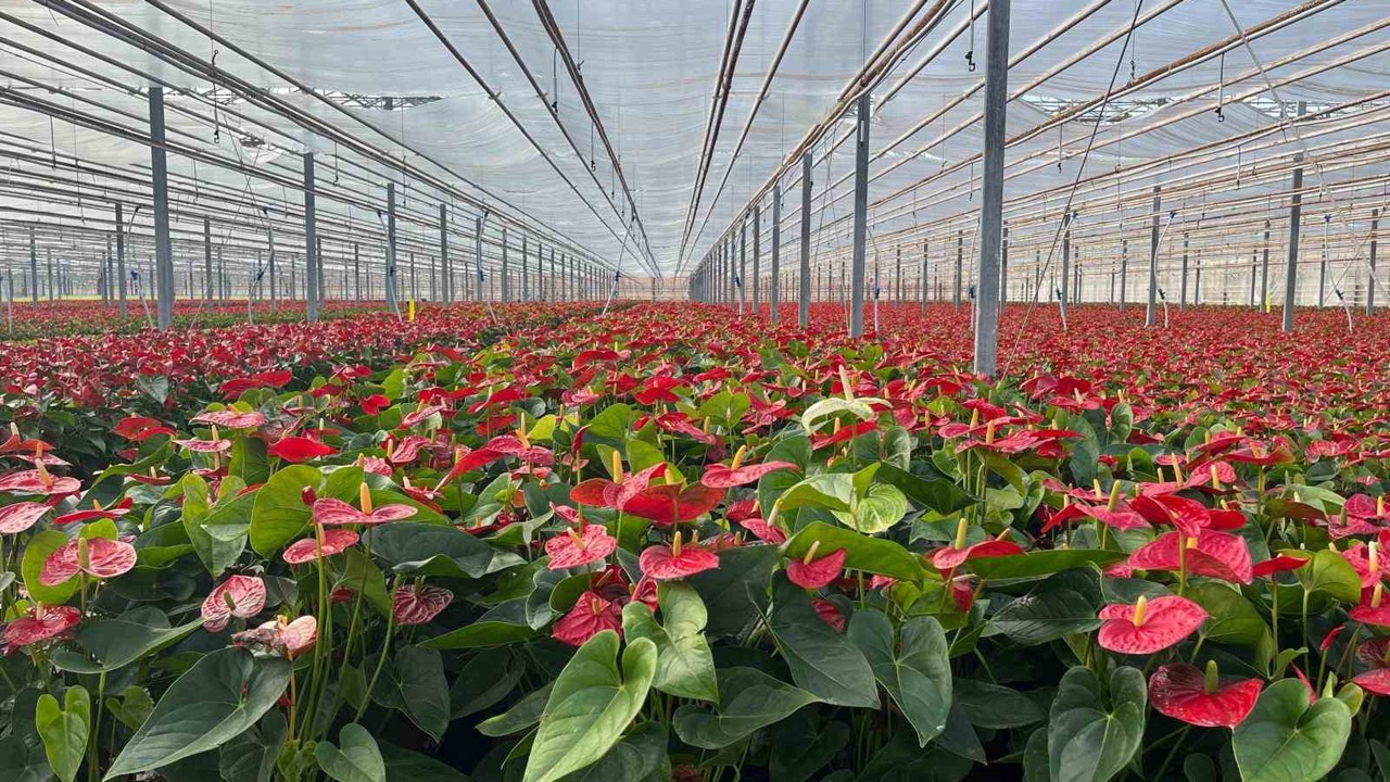 Seralarda modern üretim: Tonlarca salatalık ve süs bitkisi üretimi
