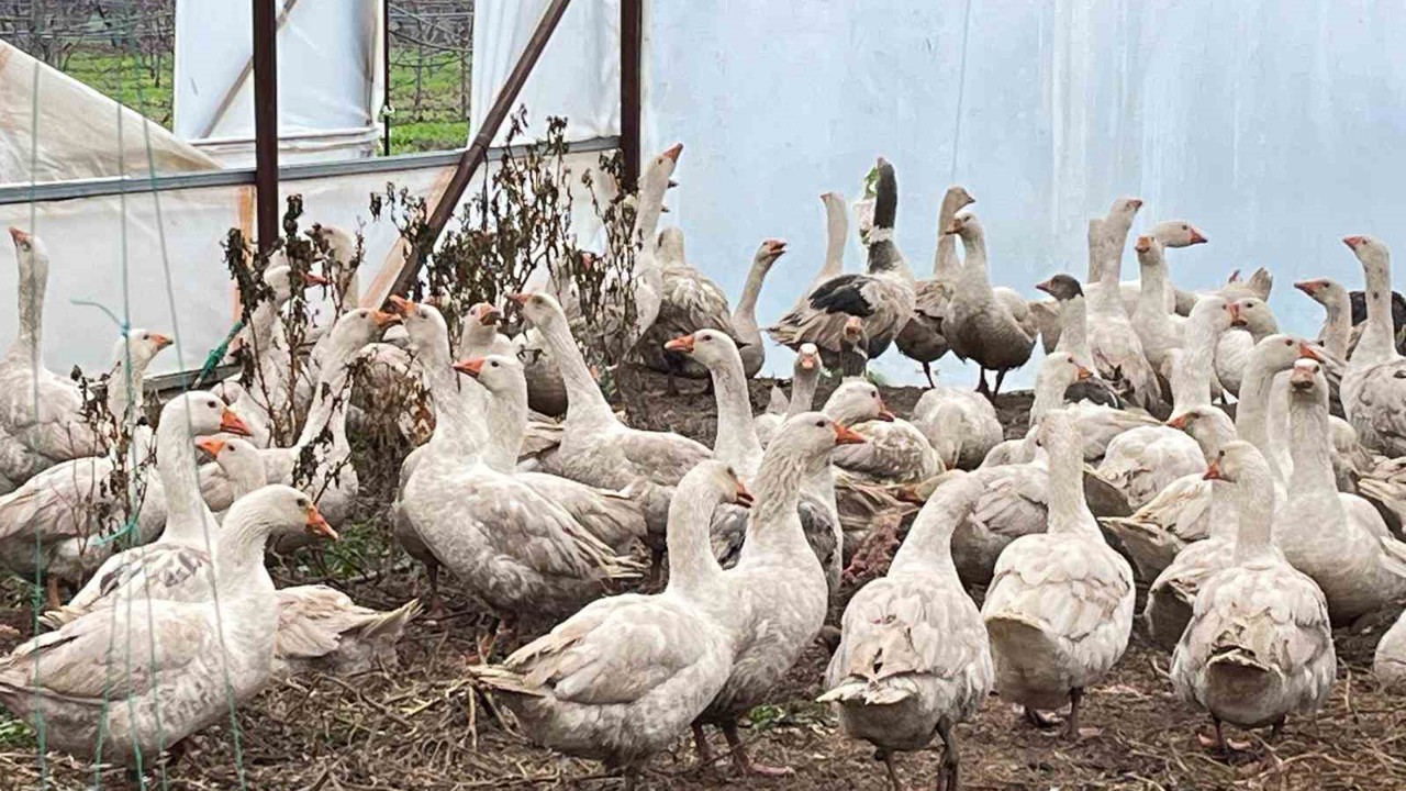 Meyve bahçelerinde yabani otla mücadelede kazlar sahaya indi
