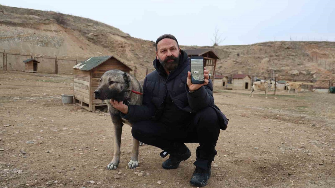 Kurtlar yerleşim yerlerine dadandı, uzmanı çare olarak Kangalları gösterdi
