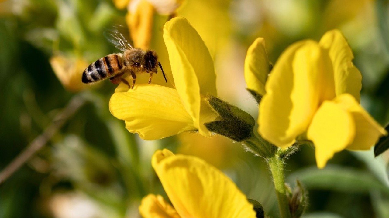 Koruma Altındaki ‘Eber Sarısı’yla ilgili önemli açıklama

