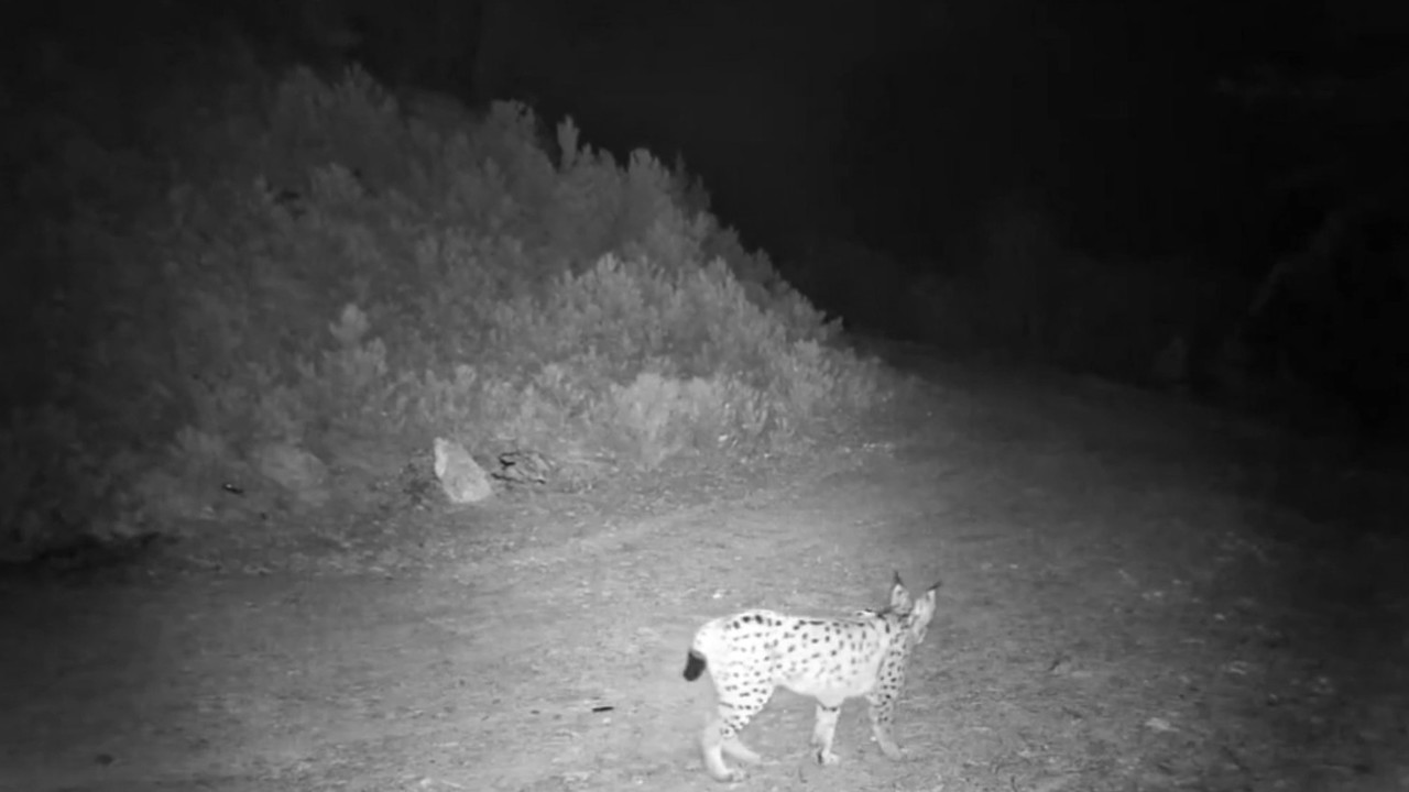 ’Ormanın hayaleti’ vaşak kamerada
