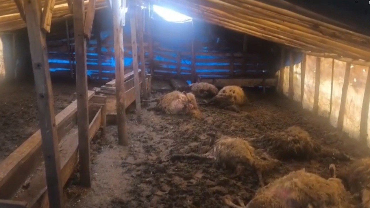 Erzincan’da kurtlar ahıra girdi: 10 koyun telef oldu, 10 koyun yaralandı
