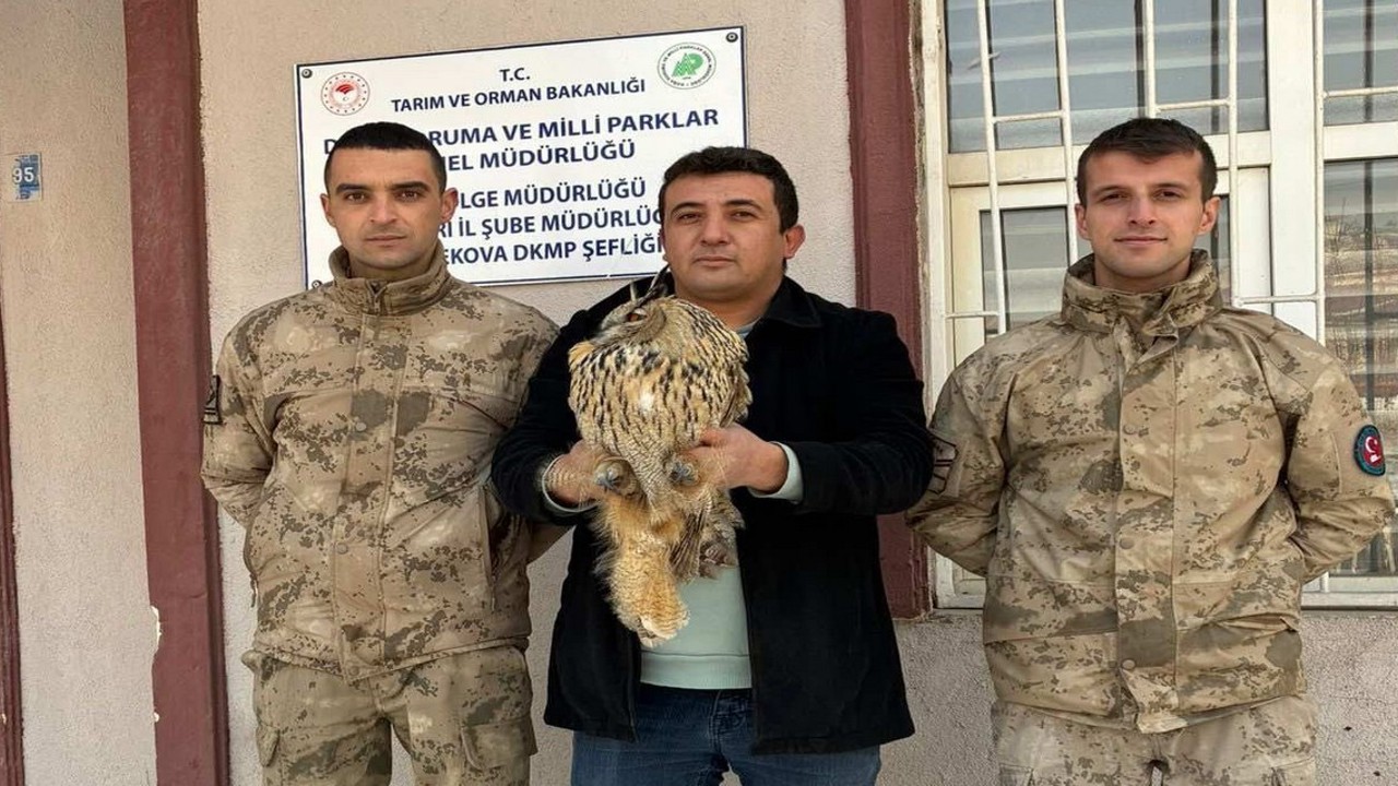 Yüksekova’da boynuzlu baykuş tedavi altına alındı
