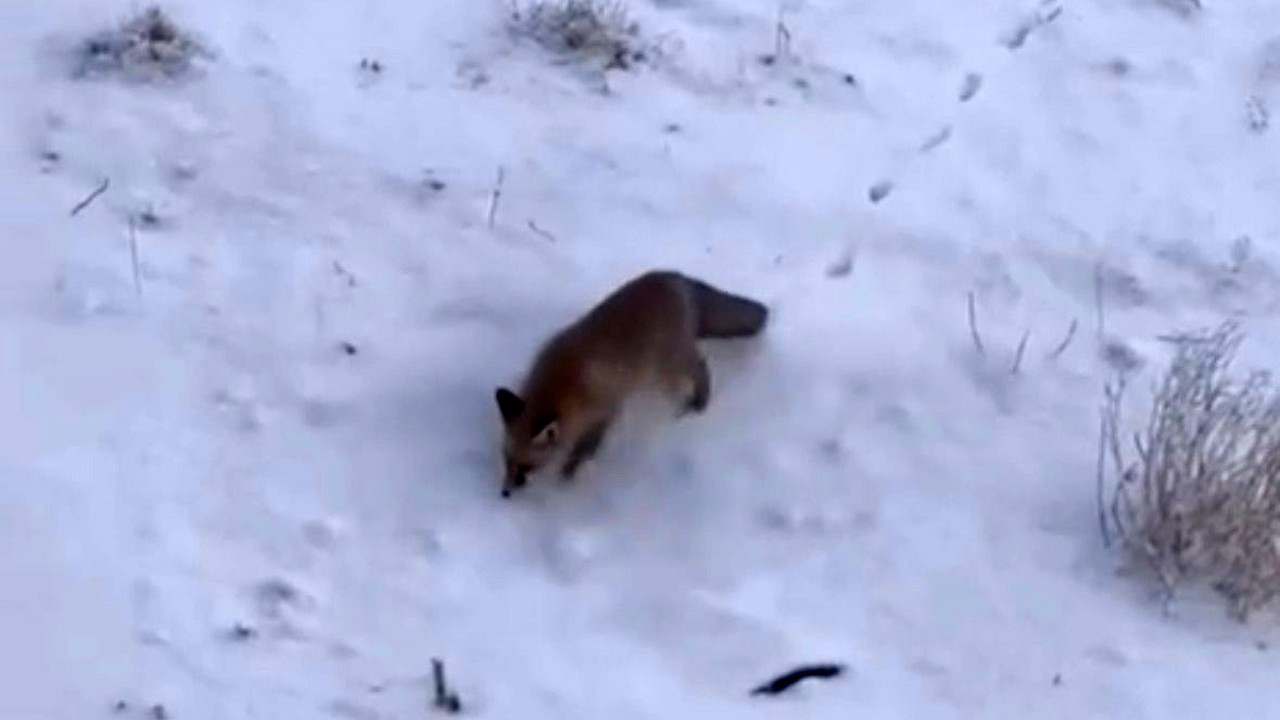 Soğuk hava tilkileri Diyadin merkezine indirdi
