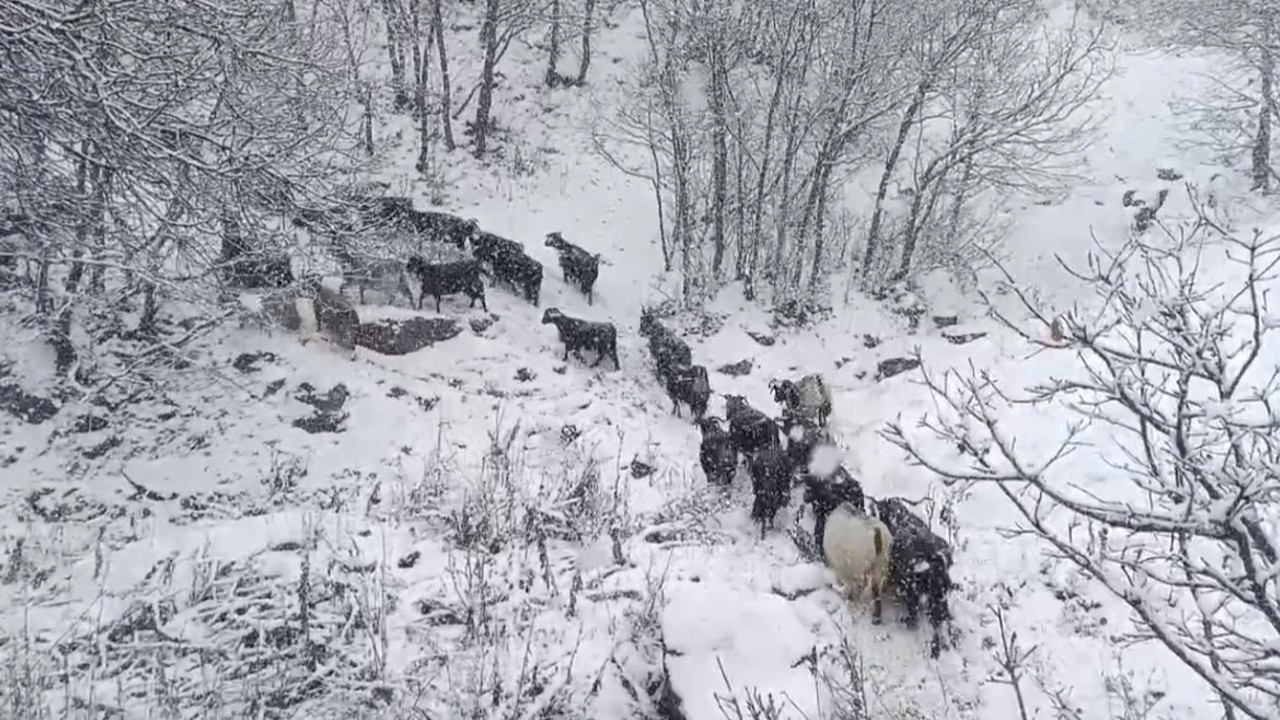 Muş’un yüksek rakımlı köylerde kar etkili oldu, besiciler zor anlar yaşadı
