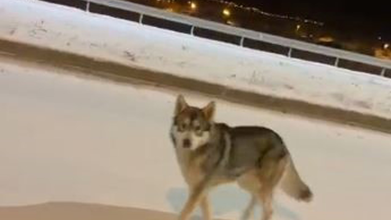 Ardahan’da şehre inen kurt görüntülendi
