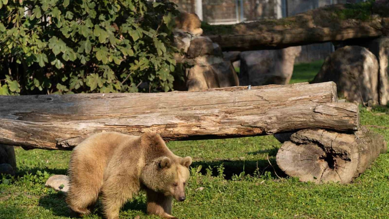 İzmir Doğal Yaşam Parkı’na siyah jaguar ve bozayı geldi
