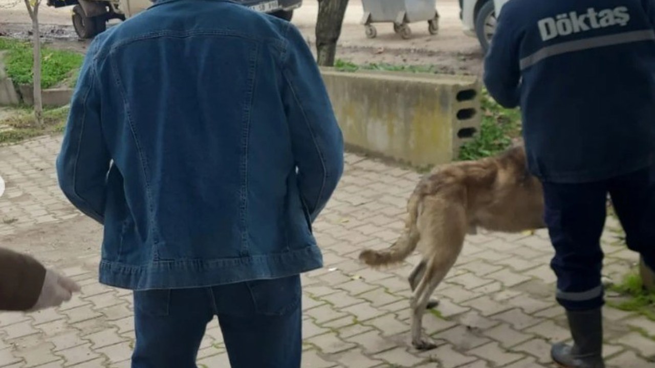 Bilecik’te evcil hayvanlar kayıt altına alınıyor
