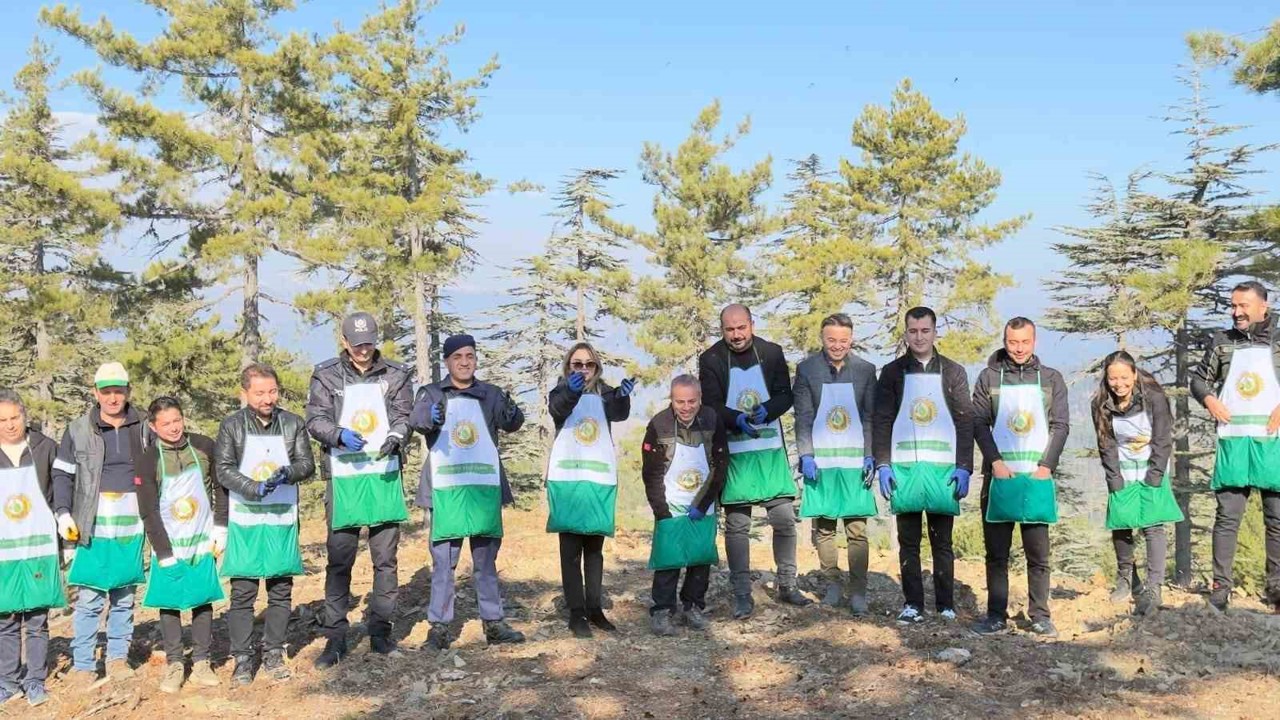 Adana’da bir yılda 50 ton sedir tohumu toprakla buluştu
