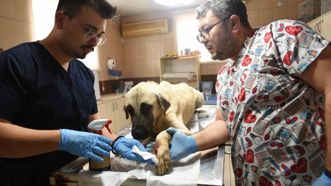 Saldırgan köpek ihbarına giden Kepez Belediyesi’nin çalışanlarına saldırı
