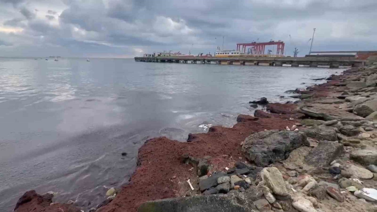 Tekirdağ’da kuvvetli rüzgar sahili kırmızı yosunla kapladı
