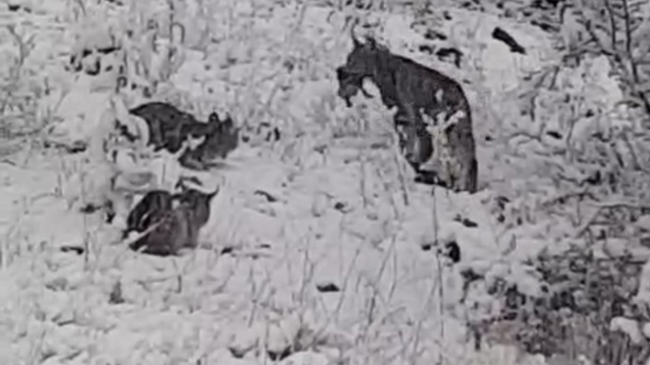 Elazığ’da vaşak ailesi görüntülendi
