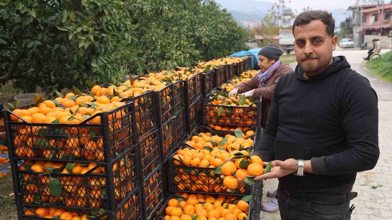 Tarla fiyatı 2 TL’ye kadar gerileyen mandalina üreticilerinden market fiyatlarına tepki
