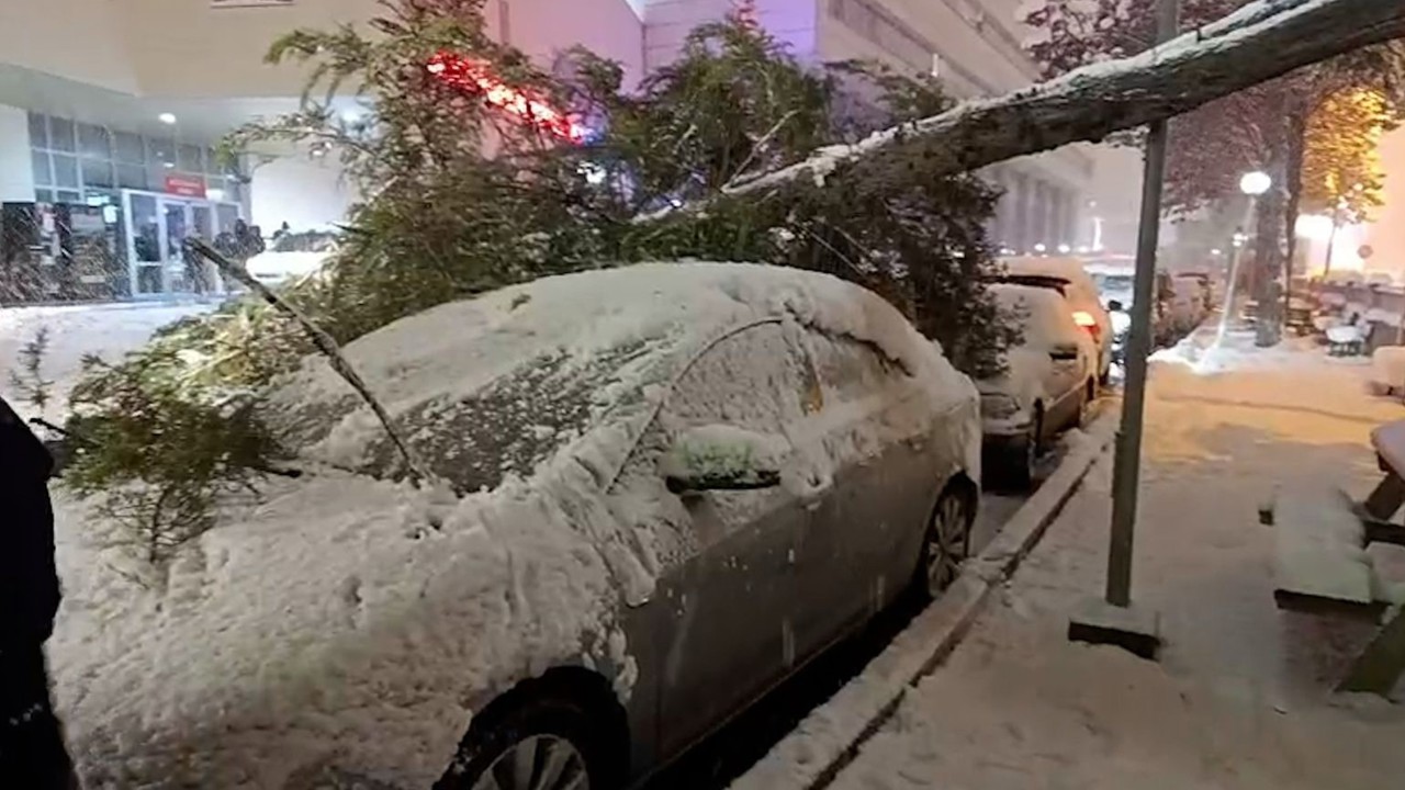 Bolu’da park halindeki araçların üzerine ağaç devrildi
