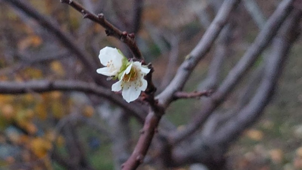 İnatçı erik soğukta çiçek açtı
