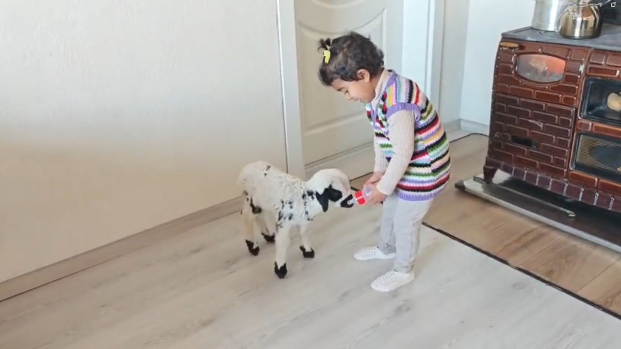 Annesinin reddettiği kuzuya 3 yaşındaki Ezo’nun şefkati yürekleri ısıttı
