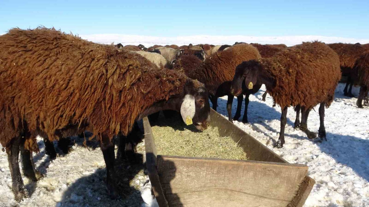 Hasköy’de besicilerin zorlu mesaisi başladı
