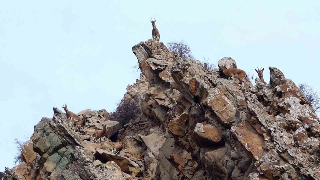 Erzurum’da yaban hayatı fotokapanlara takıldı
