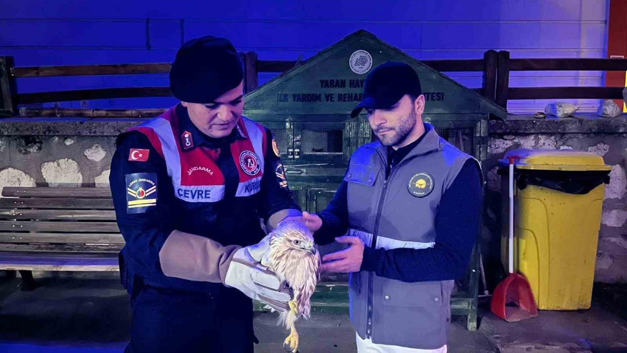 Karaman’da kızıl şahin koruma altına alındı
