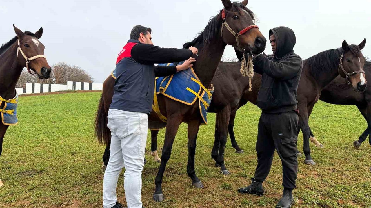 Kırklareli’nde safkan atlar aşılandı
