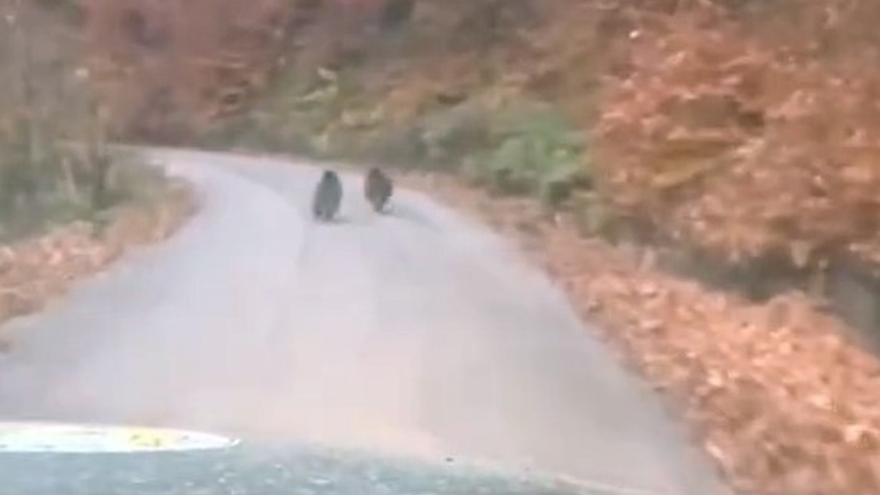 Kış uykusuna yatmayan yavru ayılar kameraya yakalandı
