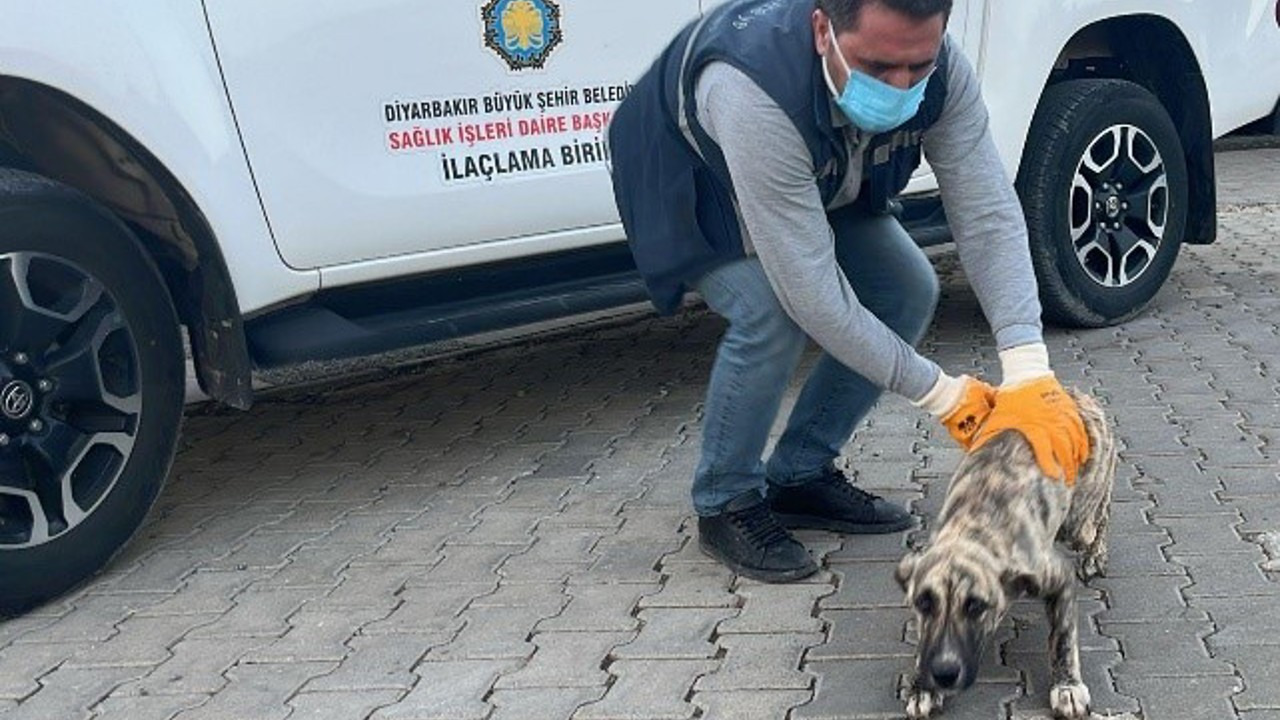 DBB Hayvan Bakımevi 2025’te 10 bini aşkın ihbara müdahale etti
