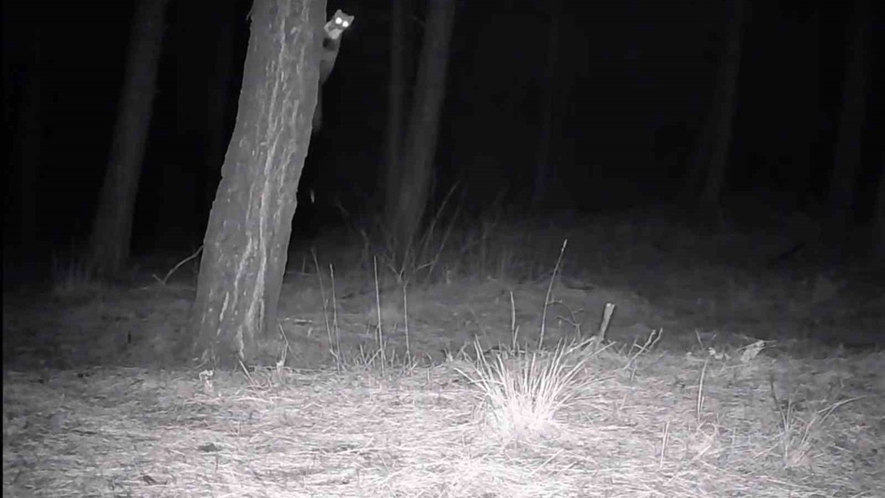 Tekirdağ’da yaban hayatı fotokapanlarla görüntülendi
