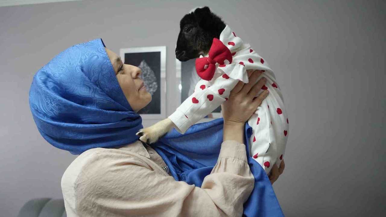 Annesi ölen kuzuya evinde bebek gibi bakıyor
