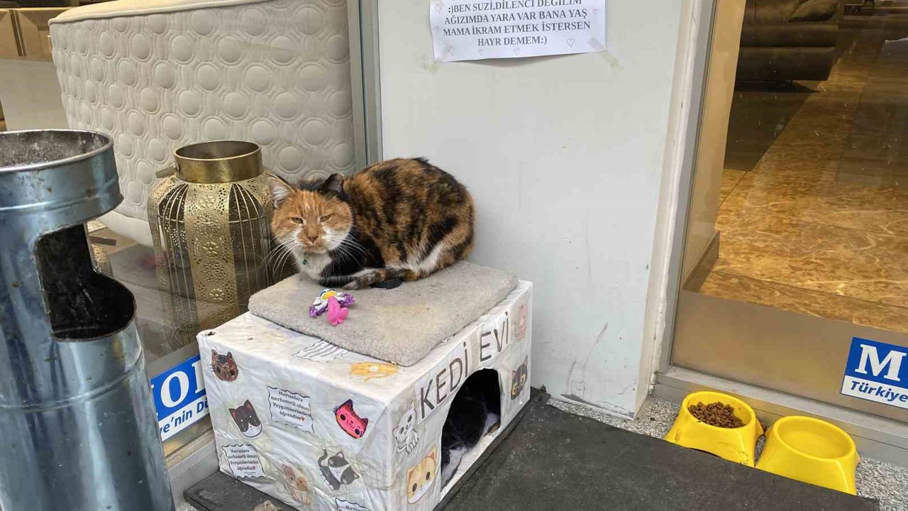 Dükkan önündeki kedi için asılan ilginç not dikkat çekti: "Dilenci değilim"
