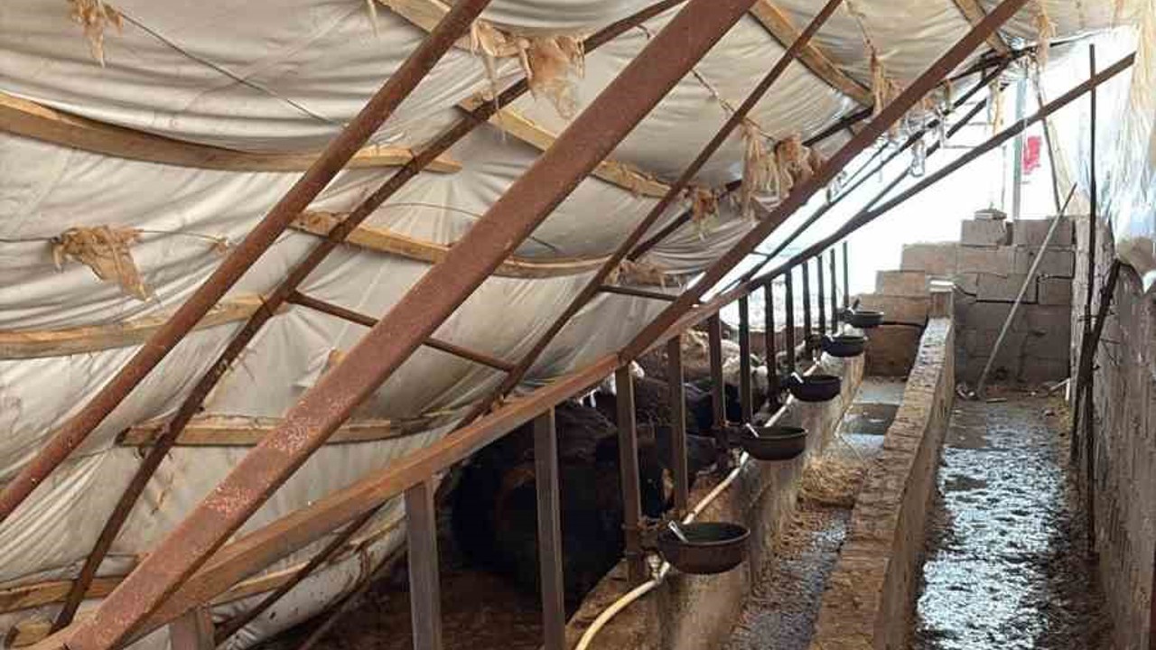 Karabük’te kar yağışı ahıl çatısını çökertti: 7 büyükbaş hayvan telef oldu
