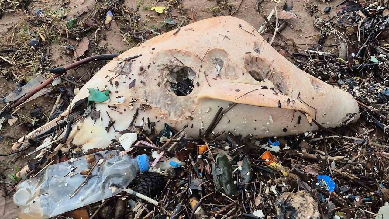 Dev dalgalar, ölü yunus balığının kalıntılarını sahile sürükledi
