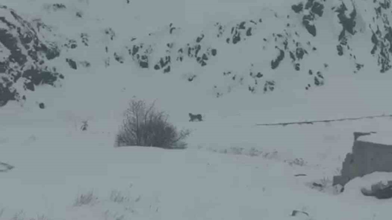 Iğdır’da aç kalan 3 vaşak köye indi
