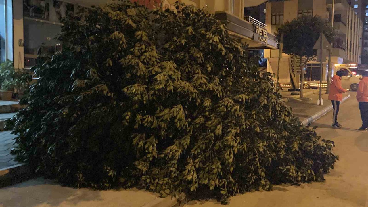 Mersin’de şiddetli rüzgar ağaçları devirdi
