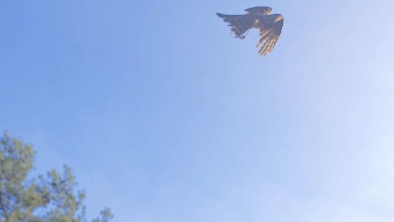 Yaralı atamaca tedavisi ardından yeniden doğal ortamında
