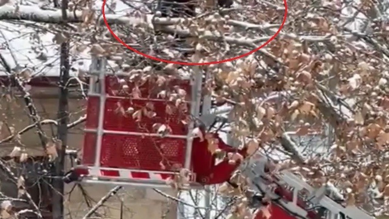 Bayburt’ta ağaç dallarına dolanan kargayı itfaiye kurtardı
