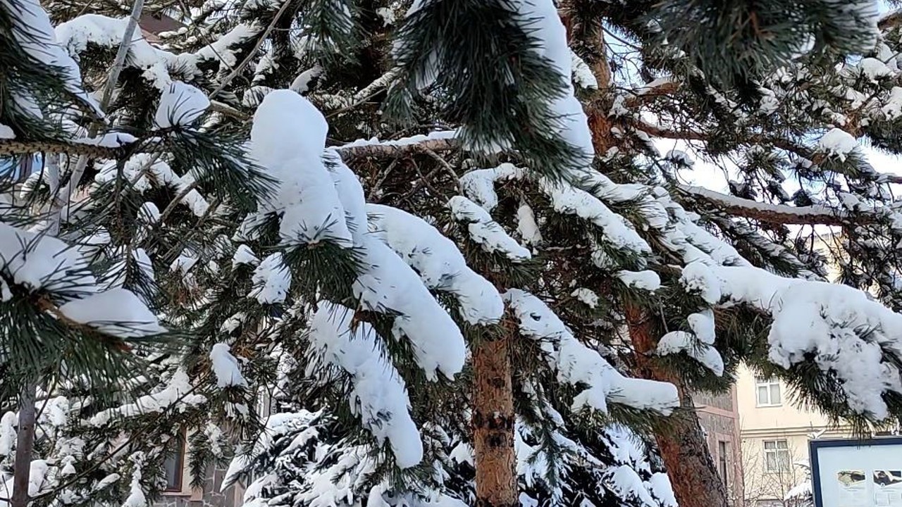 Kar yağışının ardından ağaçlarda kartpostallık görüntü
