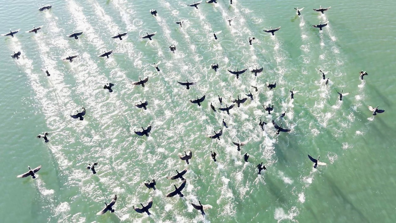 Elazığ’da soğuk havada doğanın sessiz misafirleri kara bataklar
