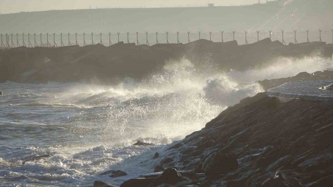 İstavrit hamsiyi tahtından etti
