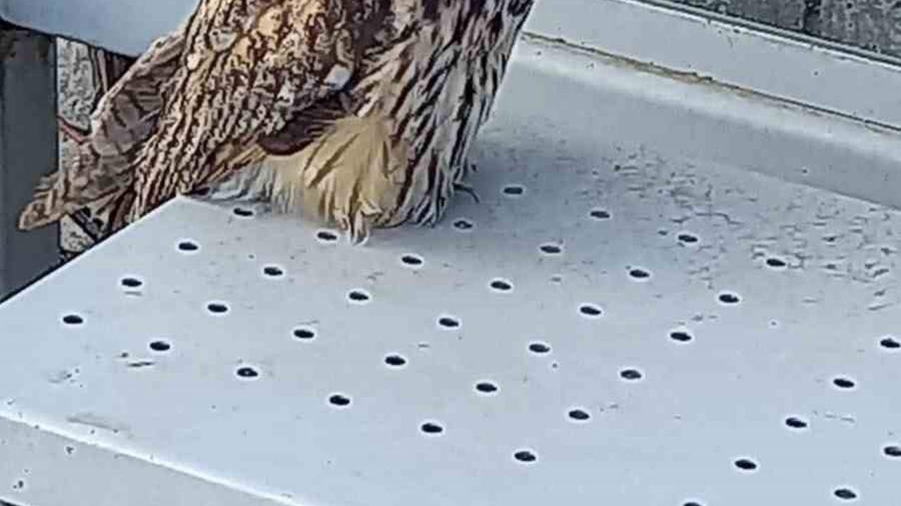 Yaralı halde bulunan kulaklı orman baykuşu koruma altına alındı
