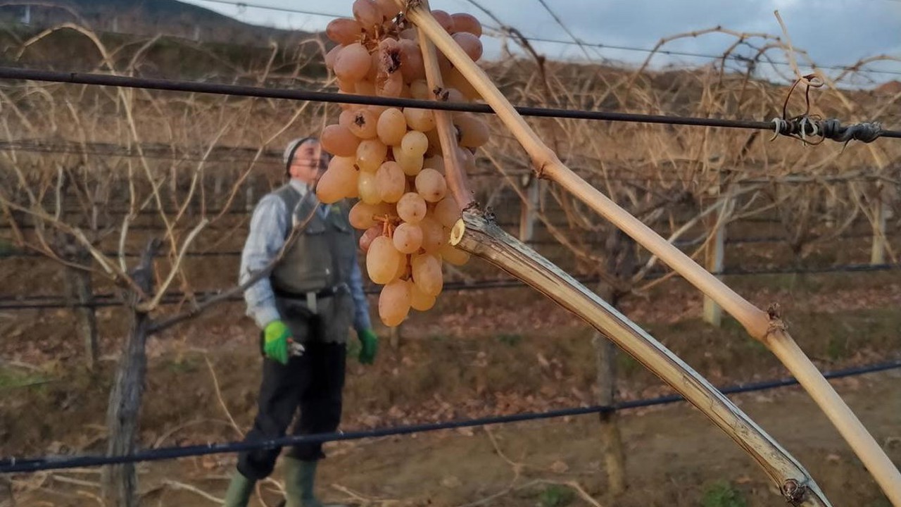 Soğukta budanan bağlardan işçilere tatlı sürpriz
