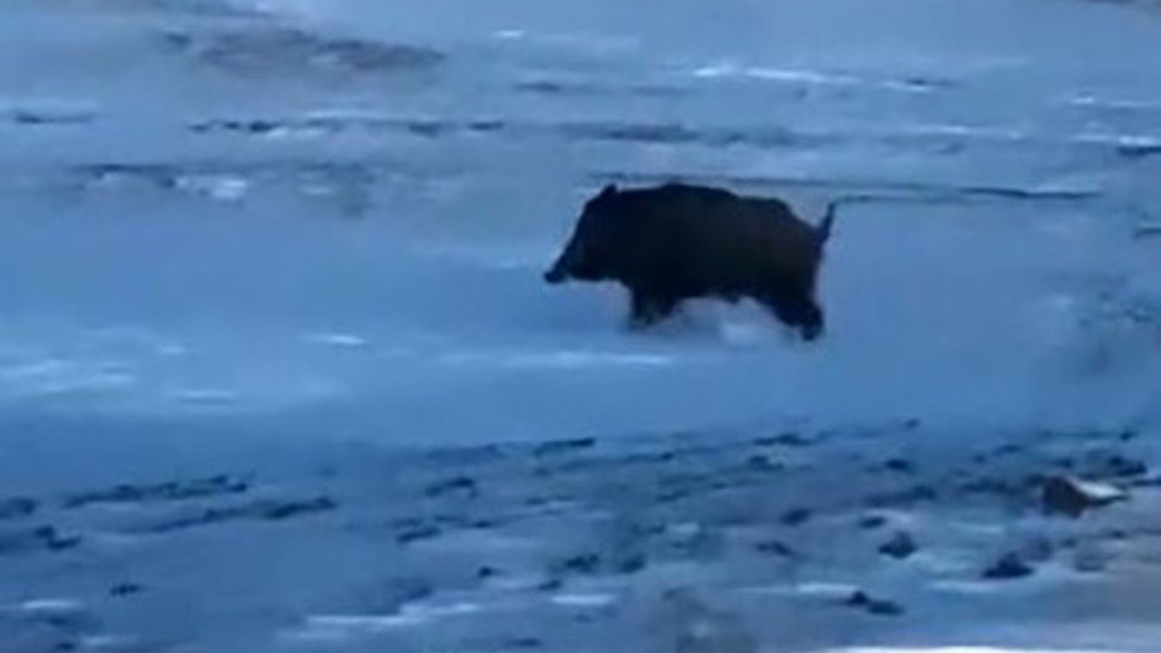 Mahalleye yakın bir noktada domuz görüldü
