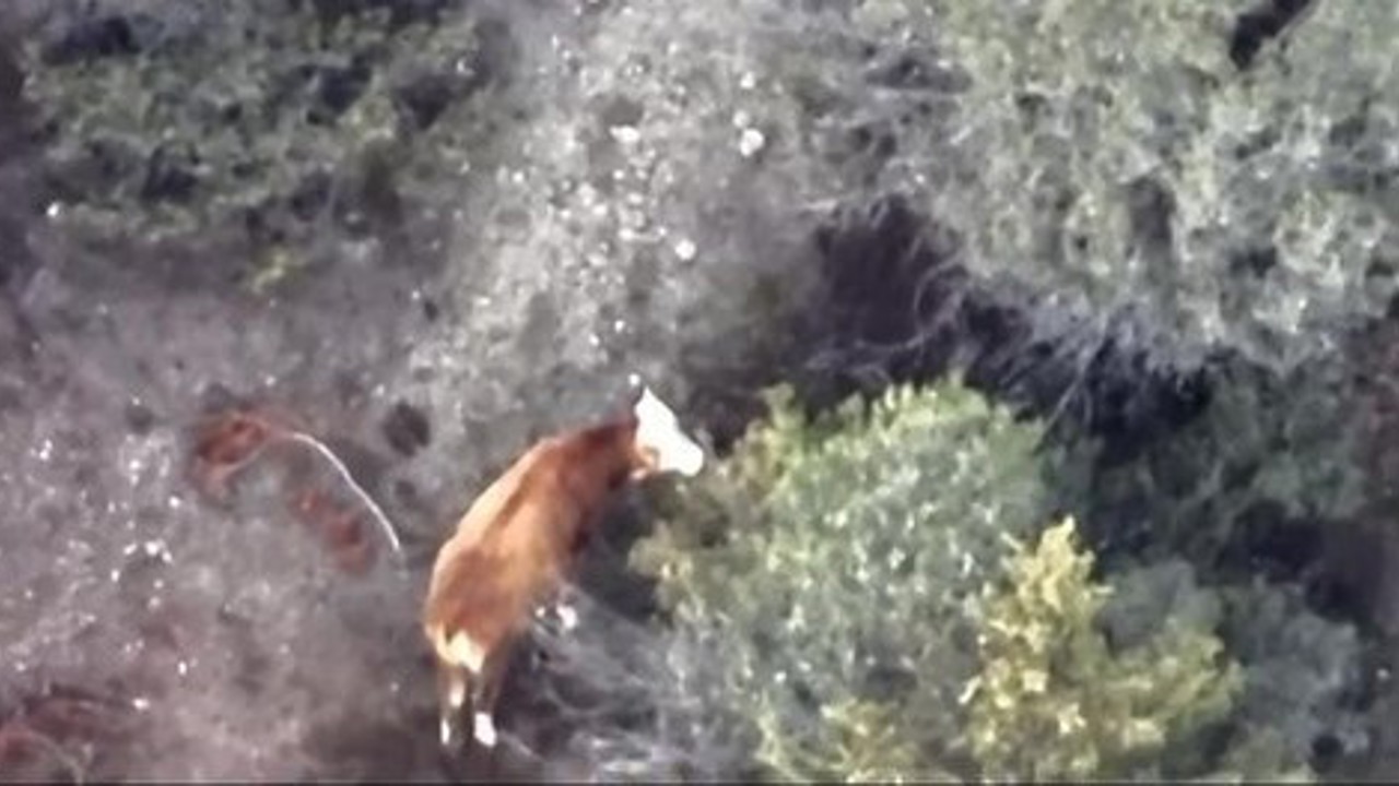 İneği kaybolan çiftçinin imdadına AFAD ve jandarma yetişti
