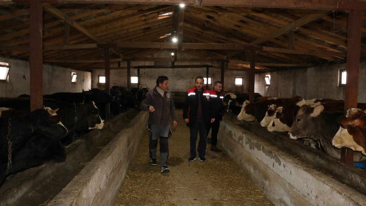 Erzincan’da manda yetiştiriciliği için araştırmalar sürüyor
