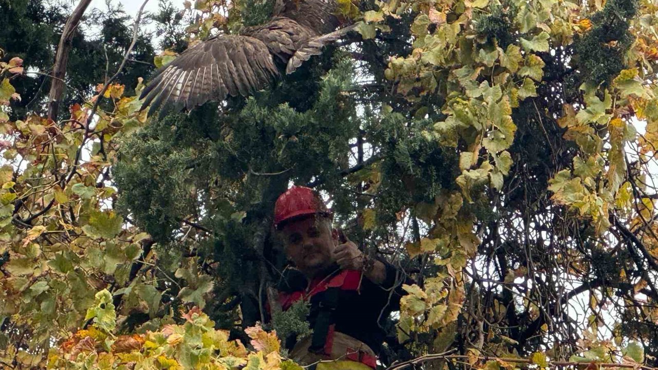 Ağaçta mahsur kalan şahini itfaiye kurtardı
