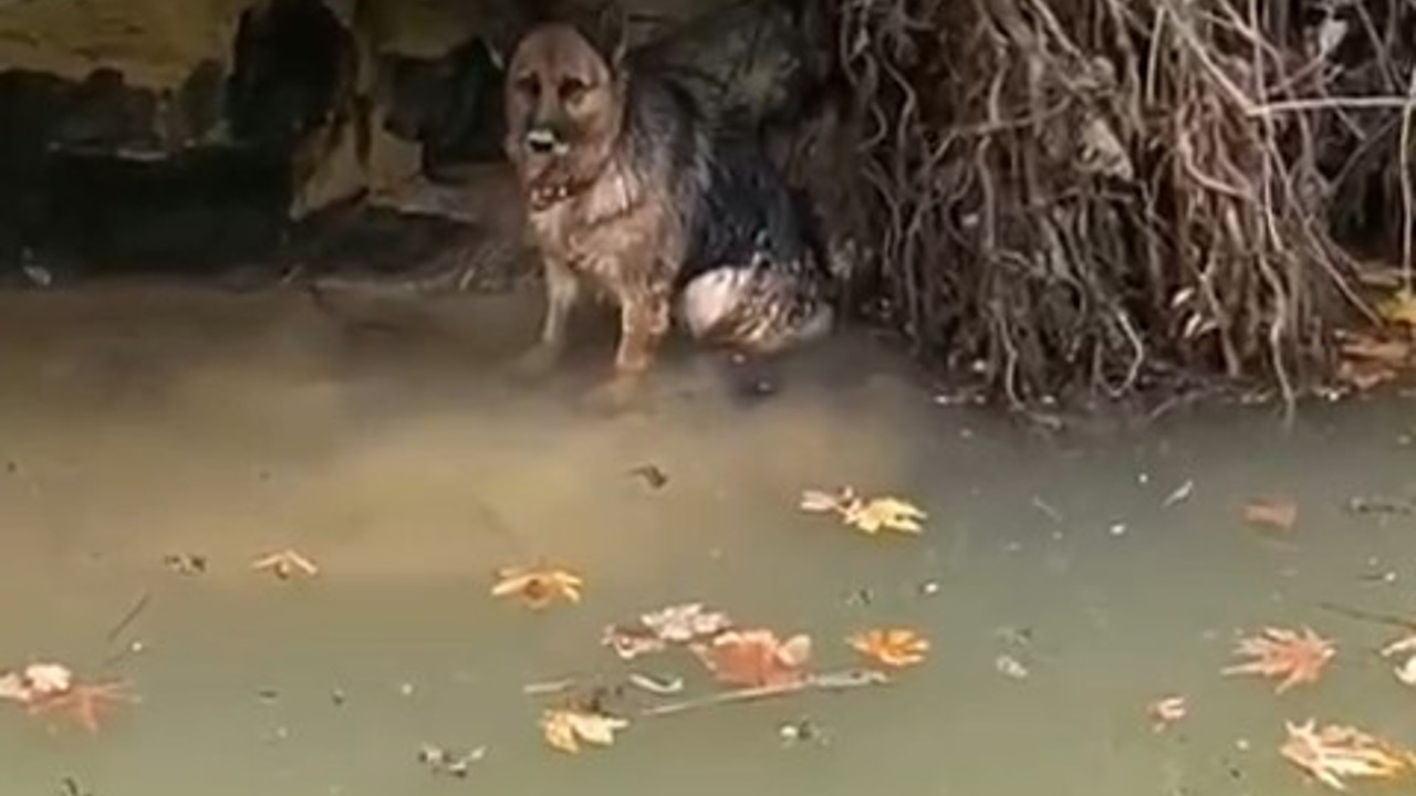 Dereye düşen köpek duyarlı vatandaş sayesinde kurtarıldı
